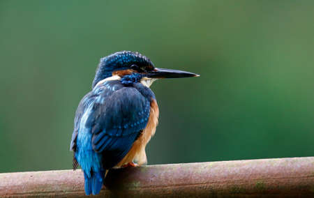 Juvenile kingfisher fishing around the lakeの写真素材