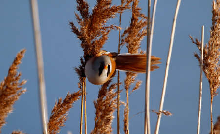 Bearded tit or barded reedling feeding in the reeds