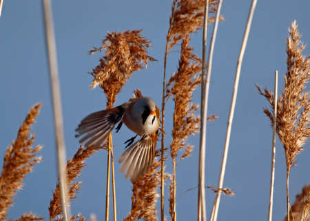 Bearded tit or bearded reedling feeding in the reedsの写真素材
