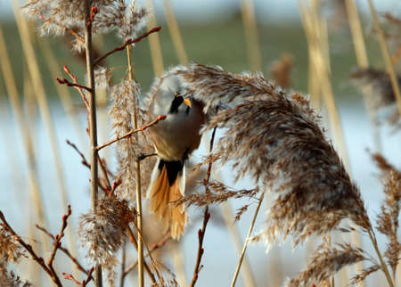 Bearded tit or bearded reedling feeding in the reedsの写真素材