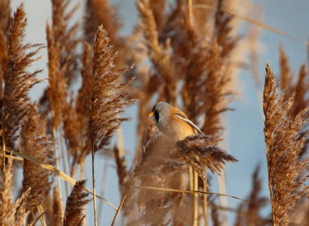 Bearded tit or bearded reedling feeding in the reedsの写真素材