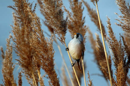 Bearded tit or bearded reedling feeding in the reedsの写真素材