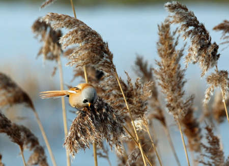 Bearded tit or reedling feeding in the reedsの写真素材