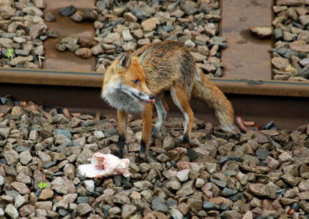 Male fox bringing food for the fox cubs
