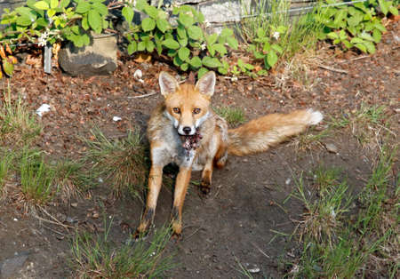 Male fox bringing food for the fox cubs