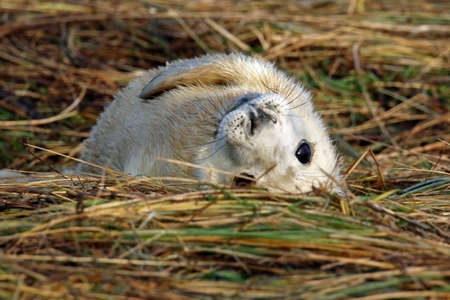 Grey seals on the beachの写真素材