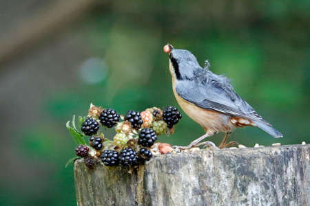 Nuthatch collecting nuts, seeds a nd berries in the woodsの写真素材