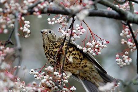 Mistle thrush feeding on winter berries
