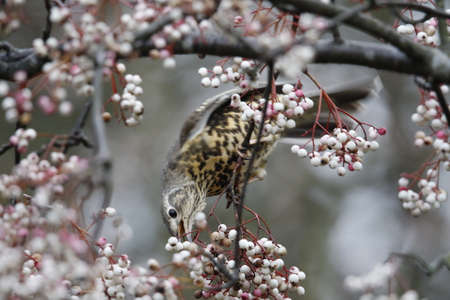 Mistle thrush feeding on winter berriesの写真素材
