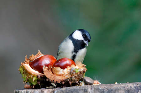 Coal tit collecting food at a woodland feeding siteの写真素材