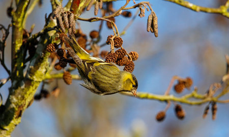 Male siskin feeding on alder seeds