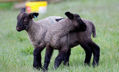 Newborn lambs frolicking in the Spring sunshineの写真素材