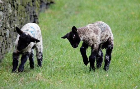 Newborn lambs frolicking in the Spring sunshineの写真素材