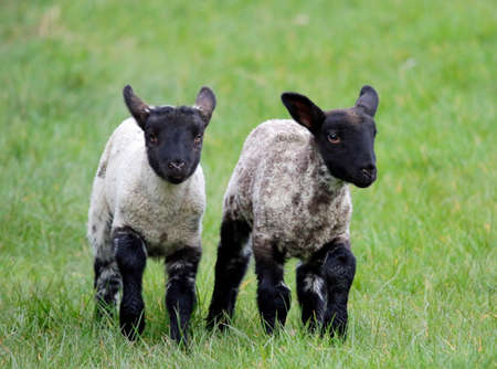 Newborn lambs frolicking in the Spring sunshineの写真素材