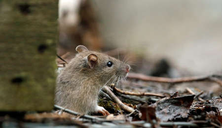 Wild rats foraging in the woods