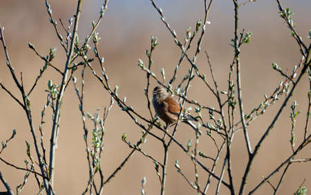 Linnet perching in a treeの写真素材