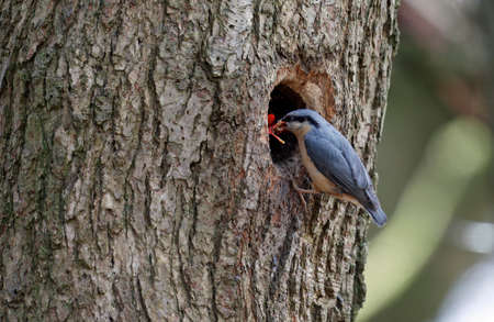 Nuthatch bringing leaves to line the nestの写真素材