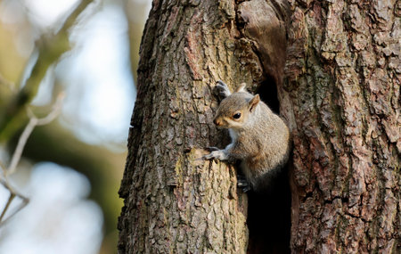 Grey squirrels in the woodsの写真素材