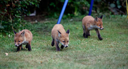 Fox cub exploring an urban garden