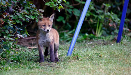 Fox cub exploring an urban gardenの写真素材