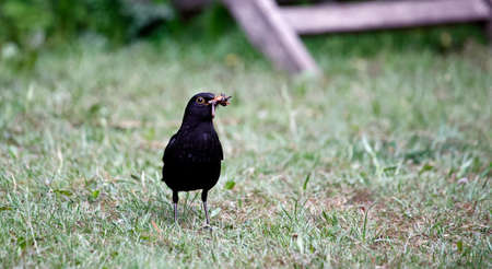 Blackbirds collecting food for their youngの写真素材