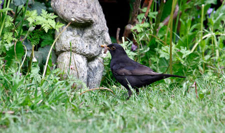 Blackbirds collecting food for their young