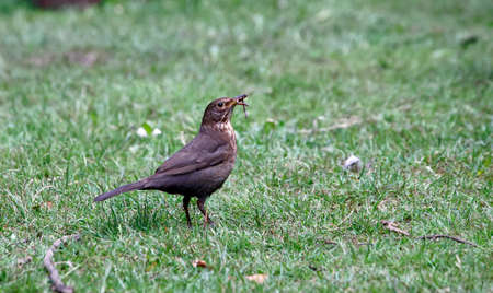 Blackbirds collecting food for their young