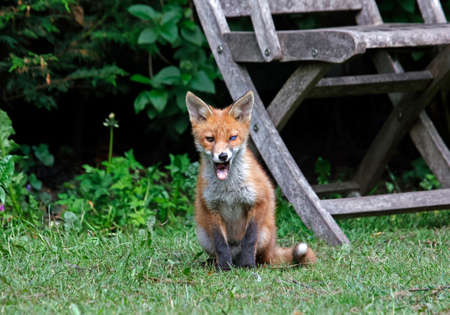 Fox cubs playing and exploring the garden