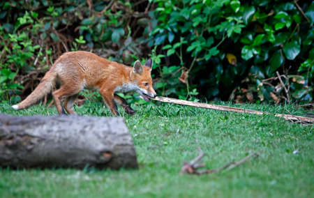 Fox cubs playing and exploring the garden
