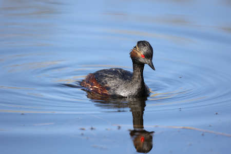 Black necked grebe swimming on the lake