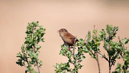 Wren singing from the top of a tree