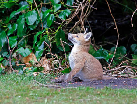 Fox cubs exploring a garden