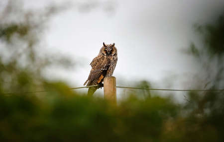 Long eared owls perching in the forest canopyの写真素材