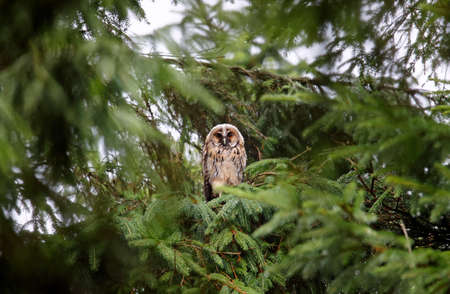 Long eared owls perching in the forest canopyの写真素材