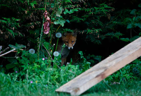Urban fox cubs exploring the gardenの写真素材