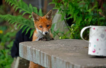 Urban fox cubs exploring the gardenの写真素材