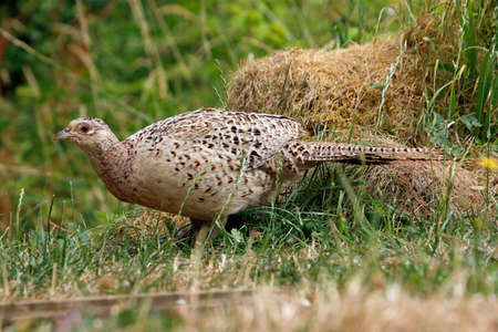 Female pheasant in a meadow