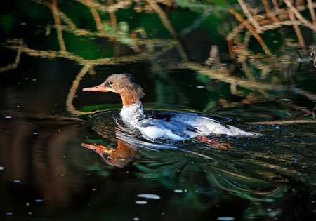 Juvenile female goosander on the riverの写真素材