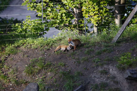 Urban fox family exploring by the railway tracks