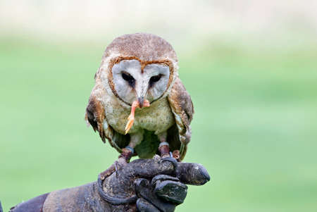 Ashy faced owl at a bird of prey centreの写真素材