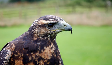 Chilean blue eagle portraitsの写真素材
