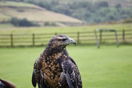 Chilean blue eagle portraitsの写真素材
