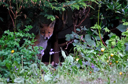 Fox family exploring a suburban gardenの写真素材