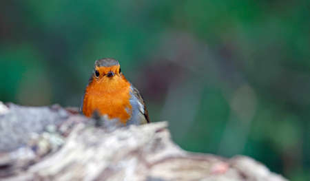 Eurasian robin perching in the woodsの写真素材