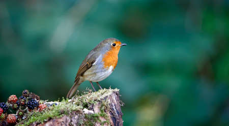 Eurasian robin perching in the woodsの写真素材
