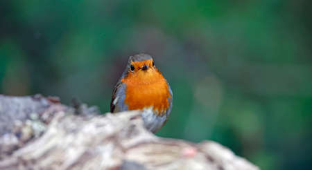 Eurasian robin perching in the woodsの写真素材