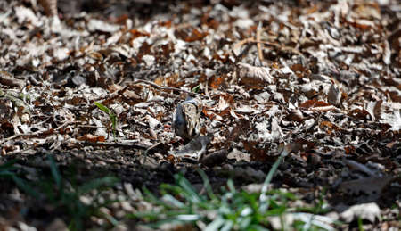 Treecreeper building its nest and collecting nest materialsの写真素材