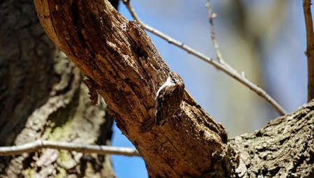 Treecreeper building its nest and collecting nest materialsの写真素材