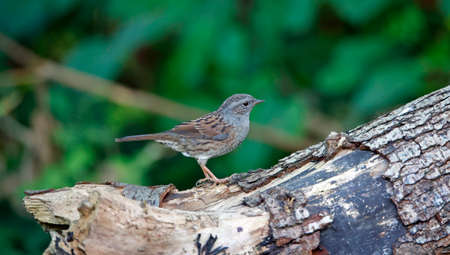 Dunnock foraging for food in the woodsの写真素材