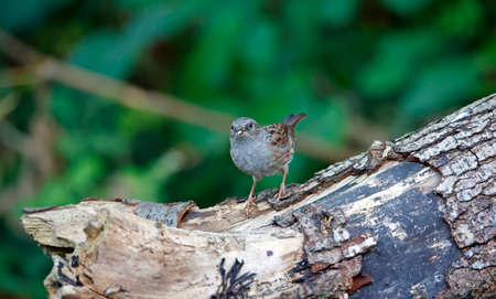 Dunnock foraging for food in the woodsの写真素材